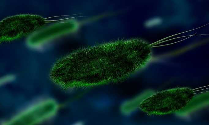 Heliko bakterija: Napast koja vreba od prljavih ruku