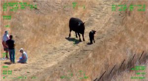 Helikopter spasavao par u Kaliforniji od napada krave i teleta