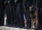 Heroj: Policijski pas se oporavio od terorističkog napada u Mančesteru