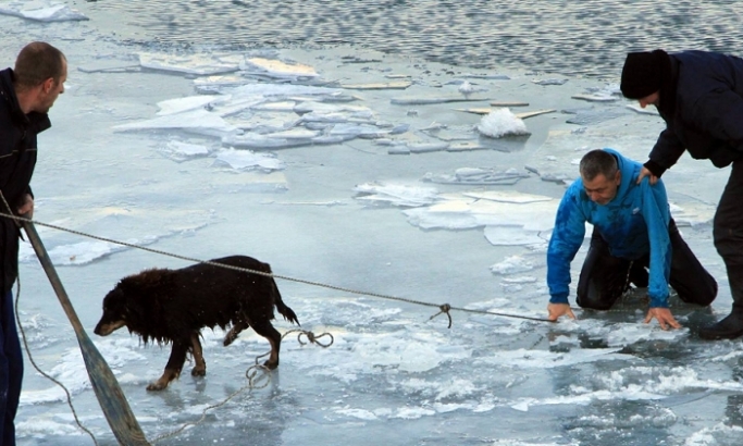 Heroj: Zemunac ušao u ledeni Dunav da spasi psa!