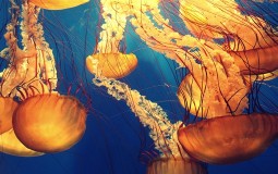 
					Hiljade ljudi opečeno u najezdi meduza u Australiji 
					
									
