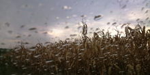 Moguća obilnija kiša u Banatu i na istoku Srbije