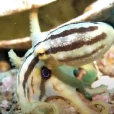 Hobotnice su divna bića, ali ako vidite ovu, bežite ODMAH što dalje od nje! (VIDEO)
