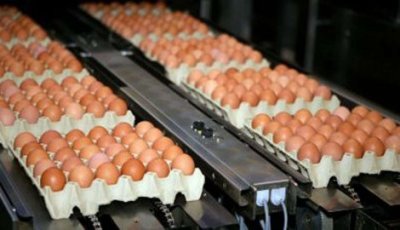 Holandija negirala da je imala saznanja o zatrovanim jajima