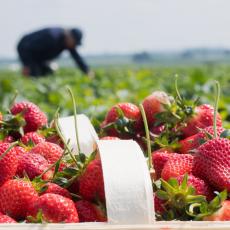 Holandska rešenja za srpski sektor jagodastog voća: Unaprediti kvalitet i kvantitet proizvodnje