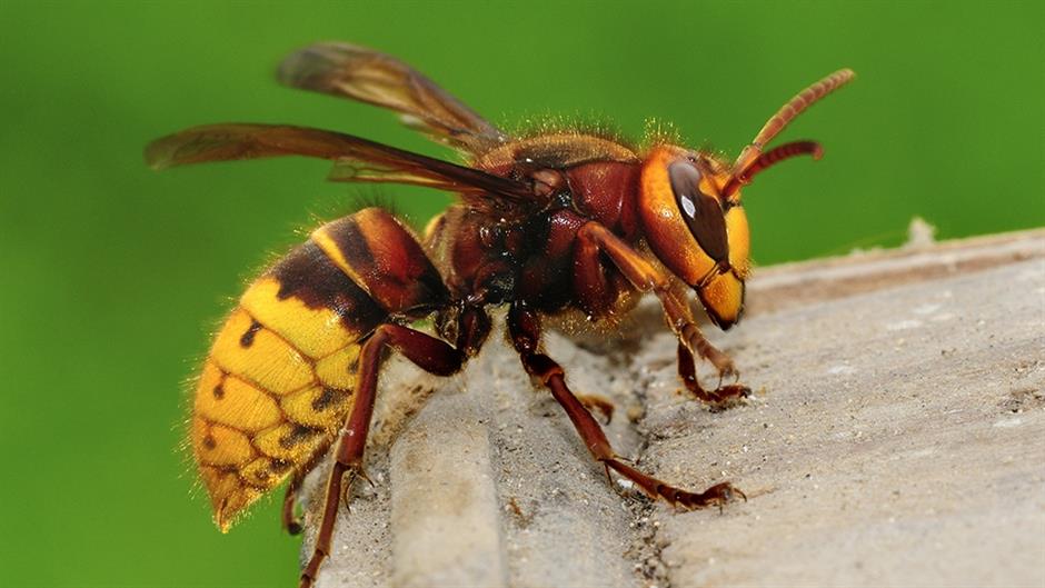 Hornets invade Serbia’s southern town