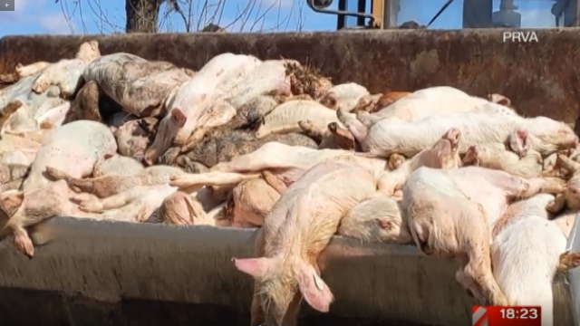 Horor: U PKB imesu svinje same sebe jedu zbog nedostatka hrane VIDEO