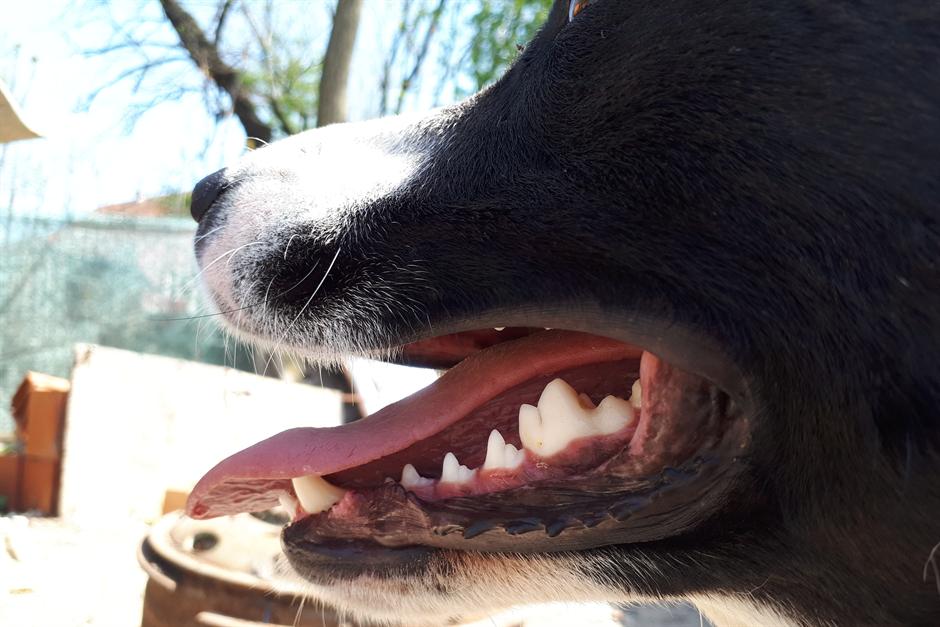 Horor kod Negotina: Ljudska lobanja u čeljustima psa  