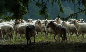 Horor u Srbiji: Čopor vukova zaklao stado ovaca, meštani u strahu