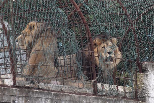 Horor u Zoo vrtu u Albaniji (VIDEO)