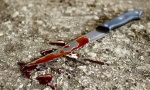 Horor u centru Pančeva: Preminula žena koju je bivšu muž izbo na autobuskoj stanici