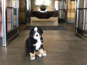 Hotel zaposlio premedenog psa i njegov glavni posao je da dočekuje goste (FOTO)