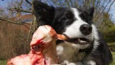 Hrana i psi: Da li vaš ljubimac treba da jede sirovo meso