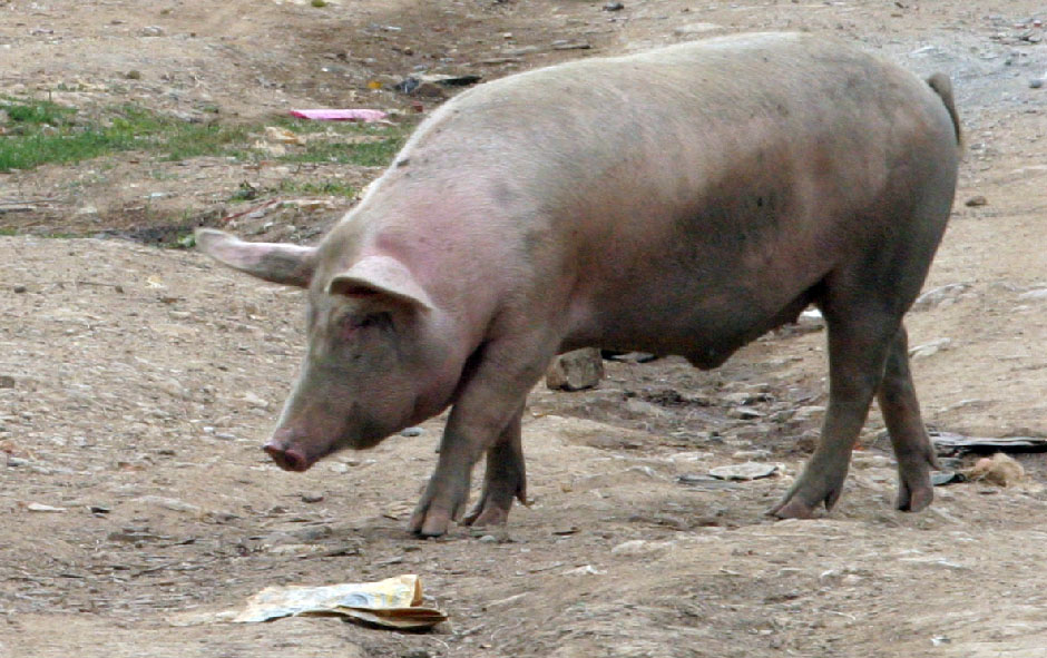 Hrvatska: Dvostruka kazna za PETOKRAKU na svinjcu 
