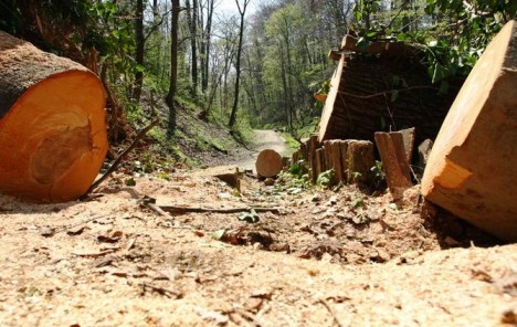 Hrvatske šume u opasnosti