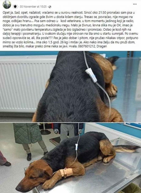 Humani Novosađanin spasao promrzlog psa, a sada mu je potrebna naša pomoć (FOTO)