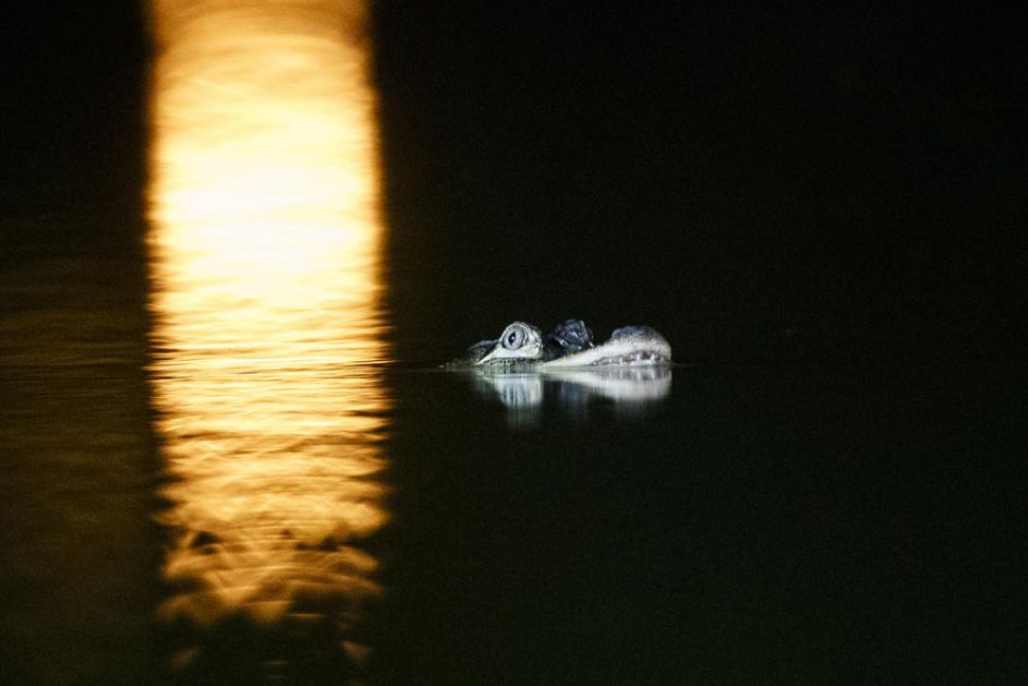 I ČIKAGO IMA SVOJU NESI: Stanovnici danima pričali o misterioznoj životinji u gradskoj laguni! Policija rešila misteriju, ali ne o odakle aligator tu! (FOTO)