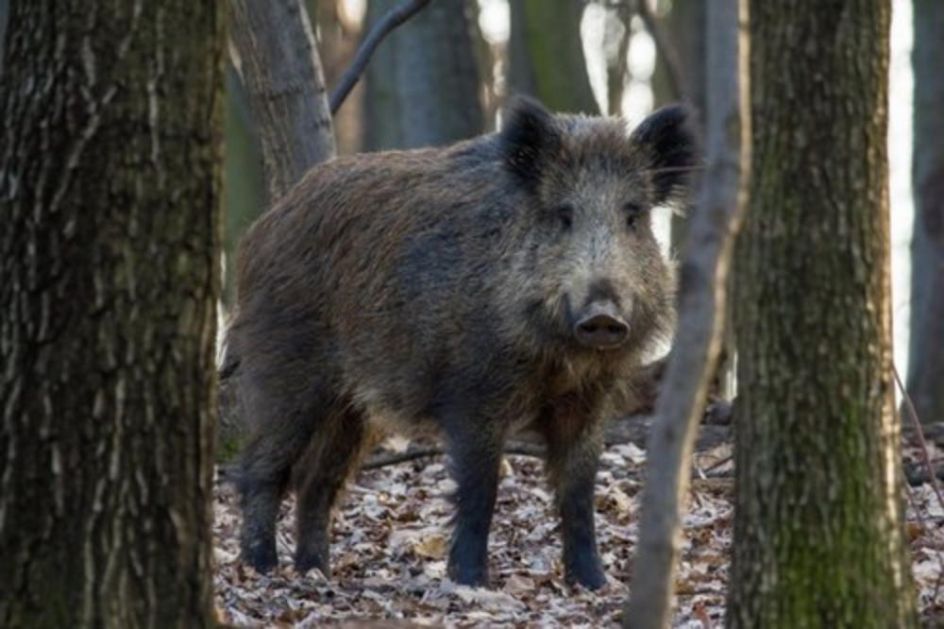 I OVO SE DEŠAVA: Divlje svinje uništile teren bosanskog drugoligaša (FOTO)