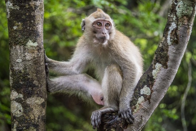 I majmuni imaju smisao za humor: Od čega zavisi i kako se procenjuje duhovitost životinja? VIDEO