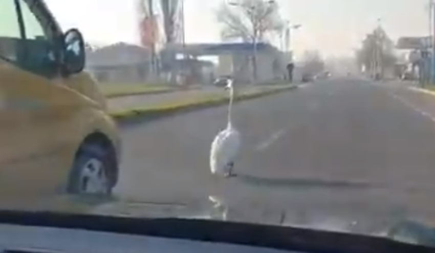 I po novosadskim ulicama sada krstare životinje (VIDEO)