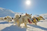 I psi su ugroženi na Grenlandu: Sve ih je manje zbog globalnog zagrevanja