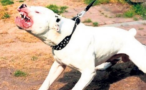 ISKIDAO GA NA KOMADE: Pas ubio vlasnika tokom snimanja dokumentarca na BBC-ju!