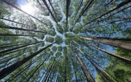 
					IUCN: Polovini vrsta drveća u Evropi preti nestajanje 
					
									