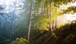 IUCN: Polovini vrsta drveća u Evropi preti nestajanje