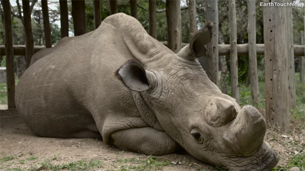 Uspavaće poslednjeg belog nosoroga na svetu?!