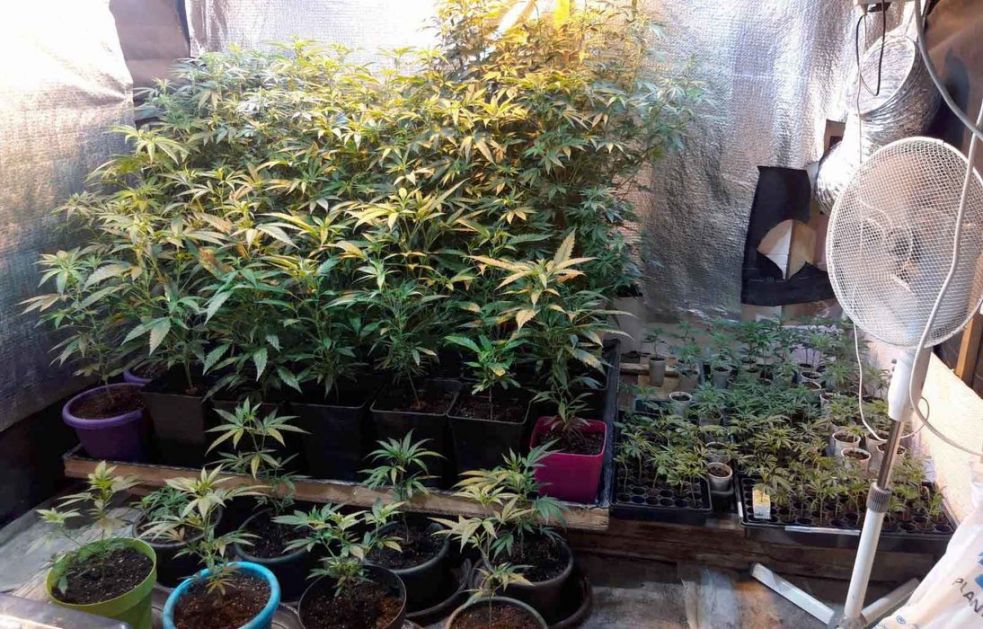 Ilegalna laboratorija za uzgoj marihuane u Pančevu