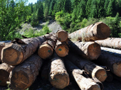 Ilegalna seča šuma kod Kosova ugrožava vodu za piće