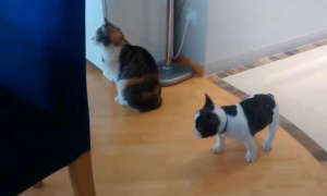 Ima li šta slađe: Snimak mačke i psa kako se igraju osvojio srca celog interneta! (VIDEO)