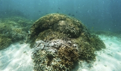 Ima naznaka da je izbeljivanje koralnih grebena pri kraju