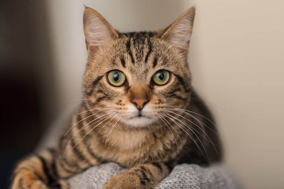 Imaju dobar njuh – evo kako mačke mogu da nanjuše bolest kod vlasnika!