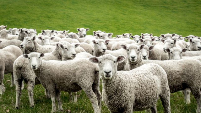 Imaju toliko ovaca da ne znaju šta će s njima – niko ih neće ni besplatno