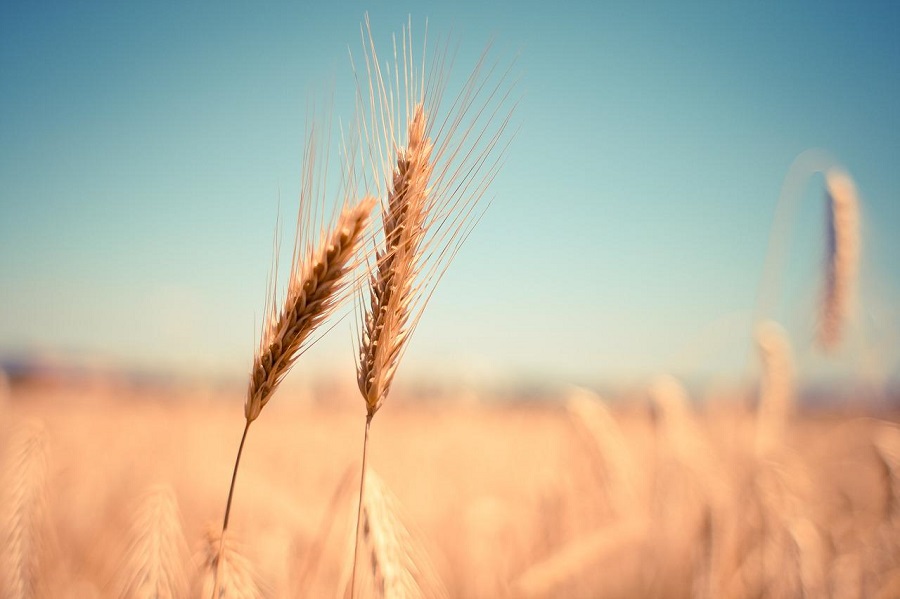 Indija: Otvorena mogućnost izvoza žita u ugrožene države