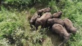 Indija: Rika lava, zvučnik i dron čuvaju slonove