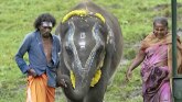 Indija i životinje: Bračni par odgaja slonove bez roditelja
