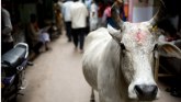 Indija i životinje: Zašto su smrtonosni napadi krava tema na predstojećim izborima