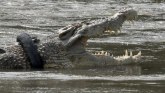 Indonezija i životinje: Hrabri meštanin skinuo krokodilu gumu s vrata posle šest godina