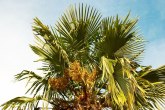 Infekcija se brzo širi: Palme se suše bez mogućnosti oporavka
