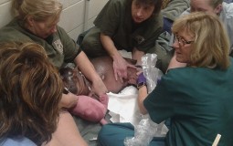 
					Infuzija spasla mladunče nilskog konja u zoo vrtu u SAD 
					
									