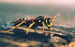 
					Insekti trenirani u Nemačkoj na specijalnom zadatku širom Evrope 
					
									