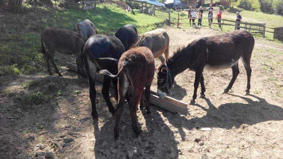 Inspirativna priča iz Zavidovića: Porodica Jusupović već osam godina razvija farmu magaraca