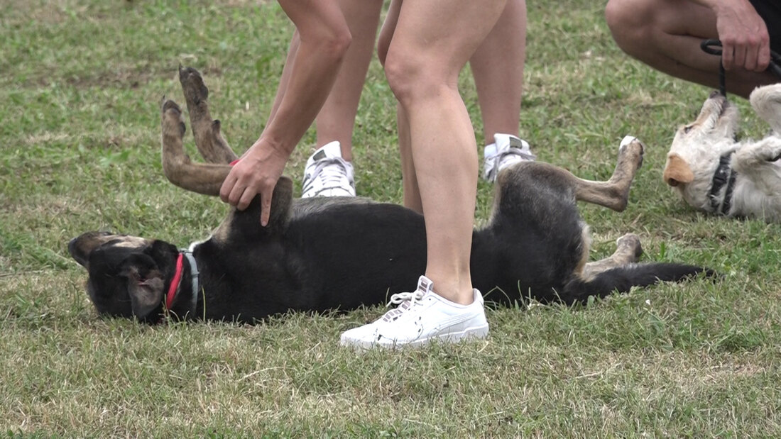 Intenzivna akcija promocije udomljavanja pasa u Subotici, lane udomljeno oko 80