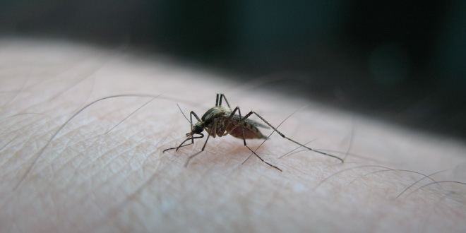 Invazija komaraca u Novom Sadu