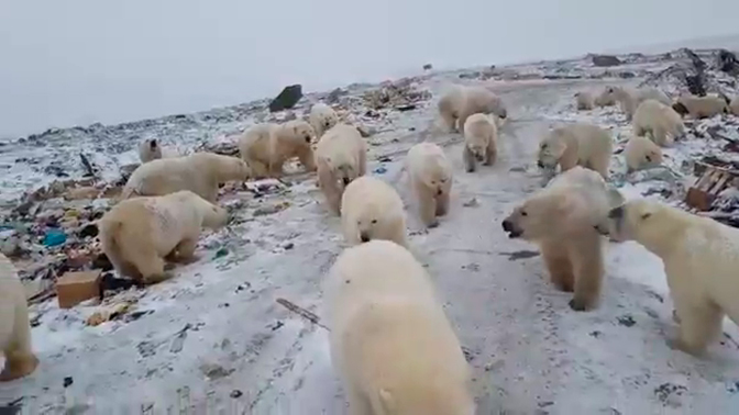 Invazija polarnih medveda na ruskom arhipelagu Nova zemlja