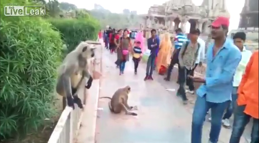 Išamarao majmuna iz čista mira pred svima! (VIDEO)
