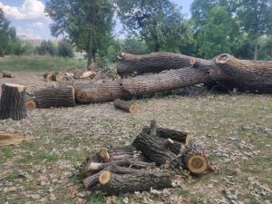 Isečeno drveće u parku Čair, Nišlije upozoravaju da nije bezbedno