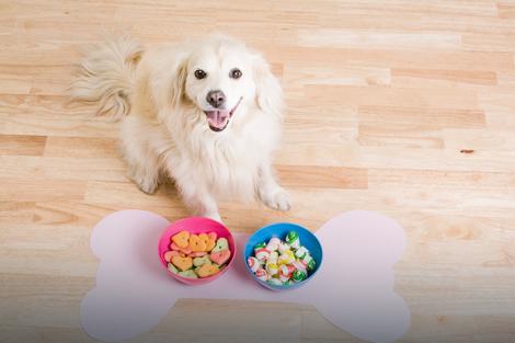 Ishrana: Vitamini i minerali koji su neophodni vašem psu